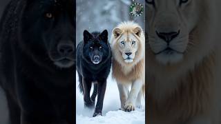 Alpha wolf with White lion #savageplanetshorts #wildlife #animals #Alpha #wolf