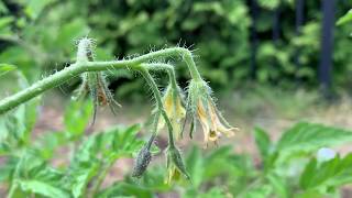 tomato and pepper flowers blossom stage - growing tomato and hot peppers in backyard