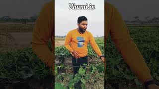 ওয়েবসাইট লিংক:- https://vhumi.in