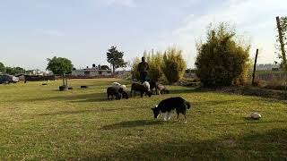 Obediencia para pastoreo de ganado con cachorra bordercollie mes y medio de adiestramiento