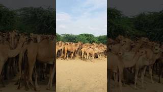 Camels bohut sare #shorts