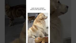 Just an eye contact and he will come to you #shorts #dogs #funnydogs