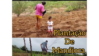 como plantamos mandioca no Pernambuco.