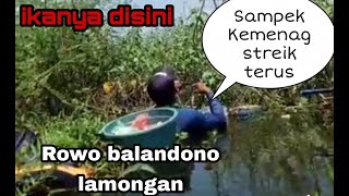 mancing ngobok di rawa balandono kabupaten lamongan