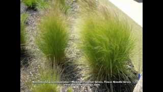 Nassella (Stipa) tenuissima - Mexican Feather Grass, Texas Needle Grass