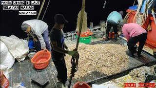 udang sangat melimpah. 1 hari bisa mendapatkan 1 ton udang/pukat tuda Malaysia. #fishingboat