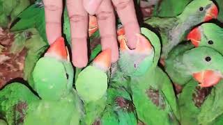 raa toton k bachy | Alexandrine parrot chicks #viral  #alexandrineparrot #alexandrineparakeet