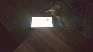 Katzen spielen "catch the Mouse" und beißen ins Handy