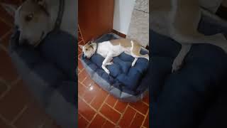 PERRO EN SU  CAMA NUEVA ACOSTADO #shorts