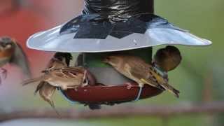 Heavy Traffic at a Bird Feeder.