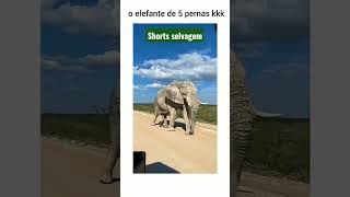 Elefante de 5 pernas 🐘🐘😨/ #shorts #elefante #selvagem