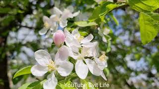 Яблуні цвітуть. Цвітіння Apple tree blossoms beautifully Замечательно цветёт яблоня. Цветение яблони