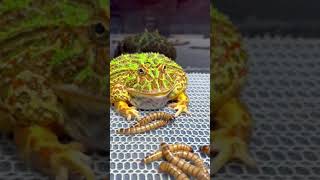 A Frog Survives Being Choked On Maggot Food Caught in 4k Slow Motion. #tiktok #shorts #frog