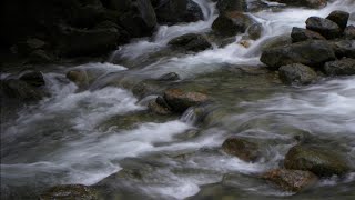 마음을 씻어 주는 숲 속의 시냇물 소리(The Sound of a Stream in The Forest that Washes The Mind)