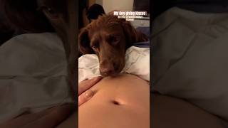 My dog kisses my baby bump every morning 🥹🐶 #dog #pregnancy #youtubeshorts #doglover