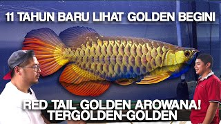 TerGOLDEN-GOLDEN? Emas yang Sering Dilupakan! Red Tail Golden Arowana dari Sumatera!