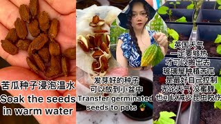 英國種苦瓜/涼瓜  種子發芽 🌱 育種育苗催芽 Grow Bitter Melons/Gourds from seeds