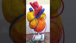 human heart working model  | science project  #science #project