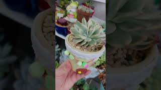 my DIY design garden pot# welcome to your new home E. luella var. # shorts