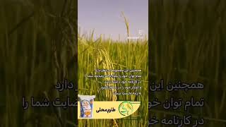 عرضه انواع برنج درجه یک