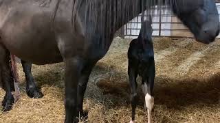 4 hours old horse baby | so cute new born horse baby |