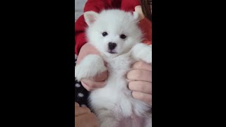 Pomsky Puppy Snowball