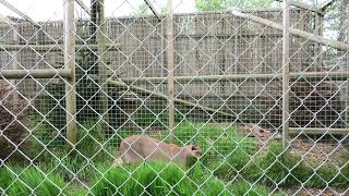 Caracals And Kittens, Axe Valley Wildlife Park (28th April 2024)