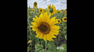 Golden Fields of Sunflowers