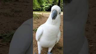 Cute Cockatoo 💖  🦜 💖💚💛💙💜🧡❤️👌👍💛💚💖💜🧡, cute animals, animal videos, birds #cute #subscribe #shorts