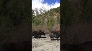 Yaks_Migrating to the high Himalayas in Dolpo Nepal. #mountains #himalayas  #yaks #migration #nepal