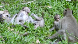 Monkeys playing in group so happy | Monkey play | Monkey fighting