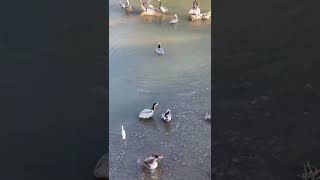 Nature with beautiful birds.Mexico.