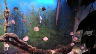 Update on Blue Turquoise Discus Fry 11/14/2014