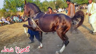 Shola | Horse dance Pakistan dhamal | ghoda shola |mela fatyana