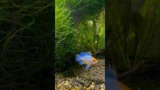 Cute Electric Blue Remirezi Searching For Food #aquarium #aquariums