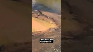 Rare Gaint Green Anaconda Video @planet2animals