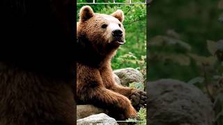 Bear | Wild Animals #shorts #wildlife #animal