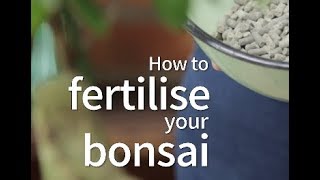 Bonsai Basics: How to fertilise your bonsai