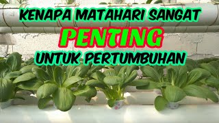 PERAN PENTING MATAHARI UNTUK PERTUMBUHAN TANAMAN HIDROPONIK | Tips #1