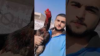 Mera dost❤️#trending #zoo #shortvideos #video #hen #aseelmurga #fact #zoobabies #viralvideos #viral