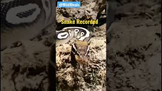 Snake recorded #shorts #short #viral