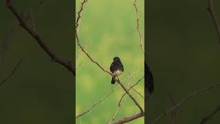 Pied Bush Chat  #birdslover #birds #ytshorts #shortsyoutube #shorts #youtubeshorts #relax