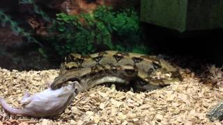 Boa constrictor Live Feeding in HD