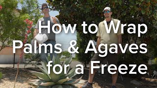 Let's Grow Together: How to Wrap Palms and Agaves for a Freeze