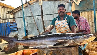 KASIMEDU SPEED SELVAM COBIA KADAVARA FISH CUTTING VIDEO CUTTING FOCUS