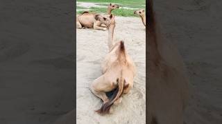 Camels 🐪 video #shorts