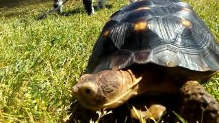 (Clark) my tortoise at the park