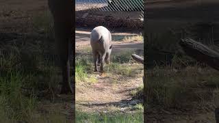 Babirusa means “beautiful.” Or it should. #zooanimals #animals #nature #fyp #shorts #cute #wow