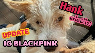 Hankน้องหมาตัวใหม่ของROSÉรึป่าว EP.66