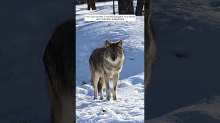 This man saved a wolf entangled in a fence, and then this happened #animalshorts #shortvideo